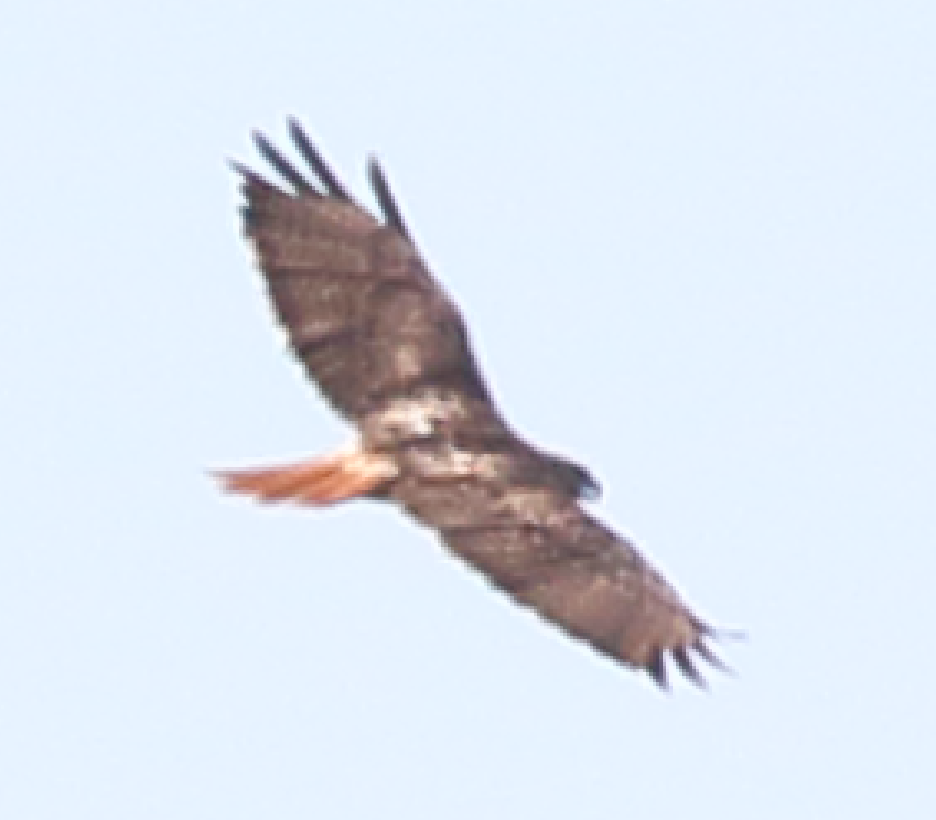 Red-tailed Hawk - ML243051481