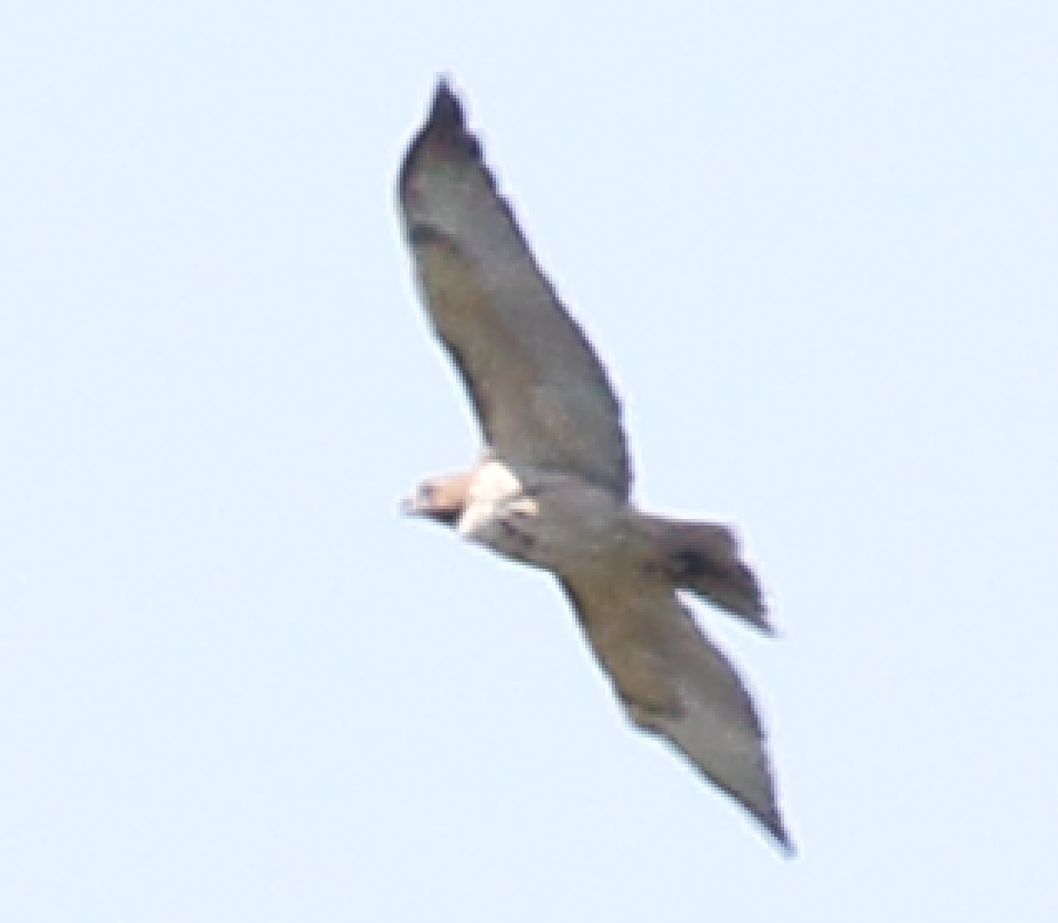 Red-tailed Hawk - ML243051511