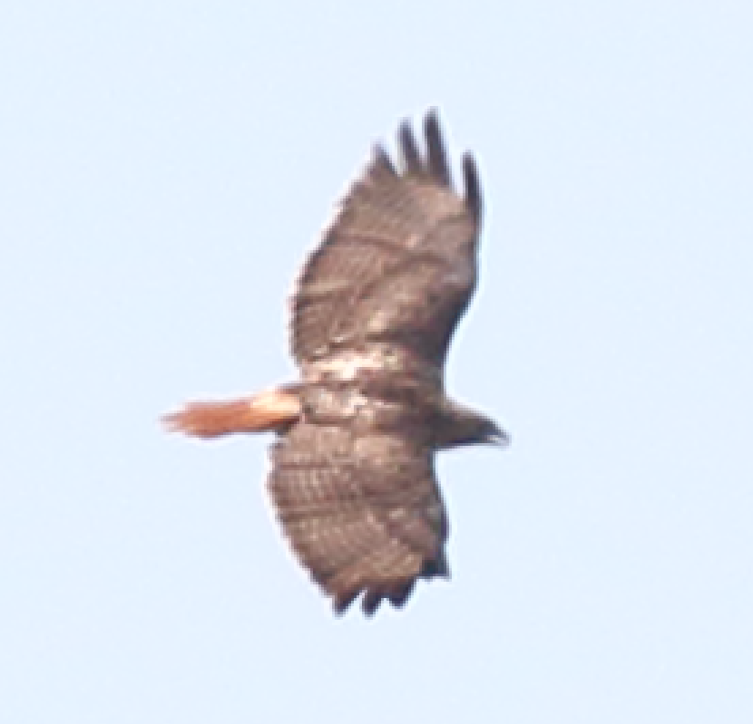 Red-tailed Hawk - ML243051521