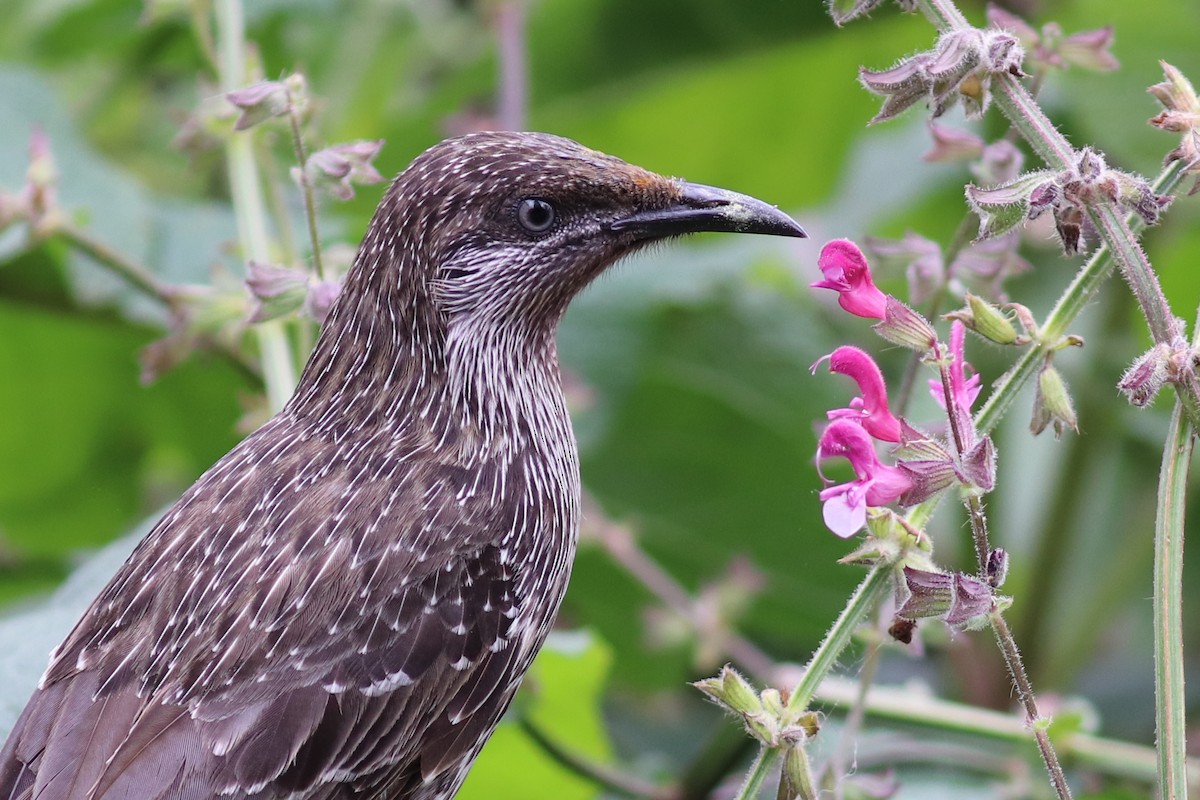 Little Wattlebird - Christine Mason