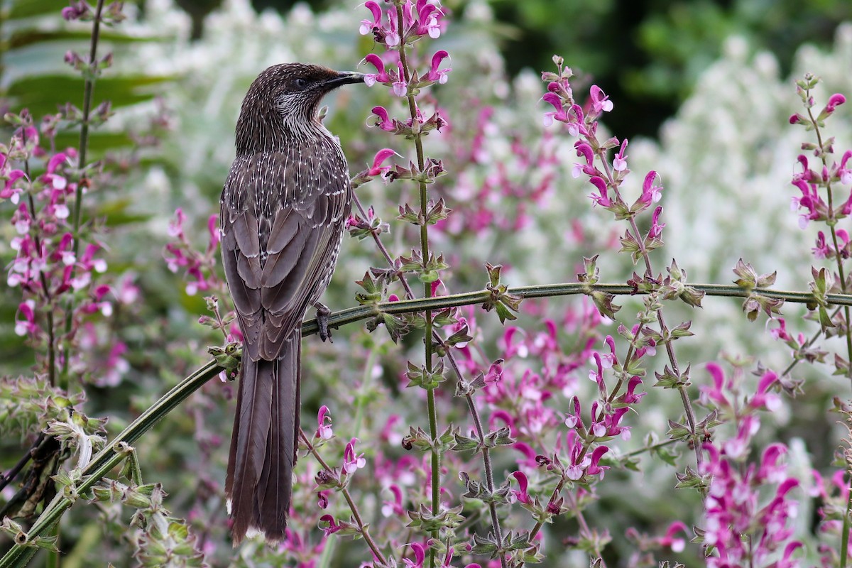 Little Wattlebird - ML243051541