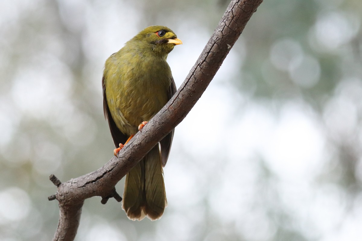 Bell Miner - ML243051561