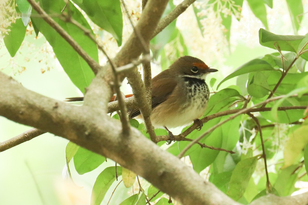 Australian Rufous Fantail - ML243051631