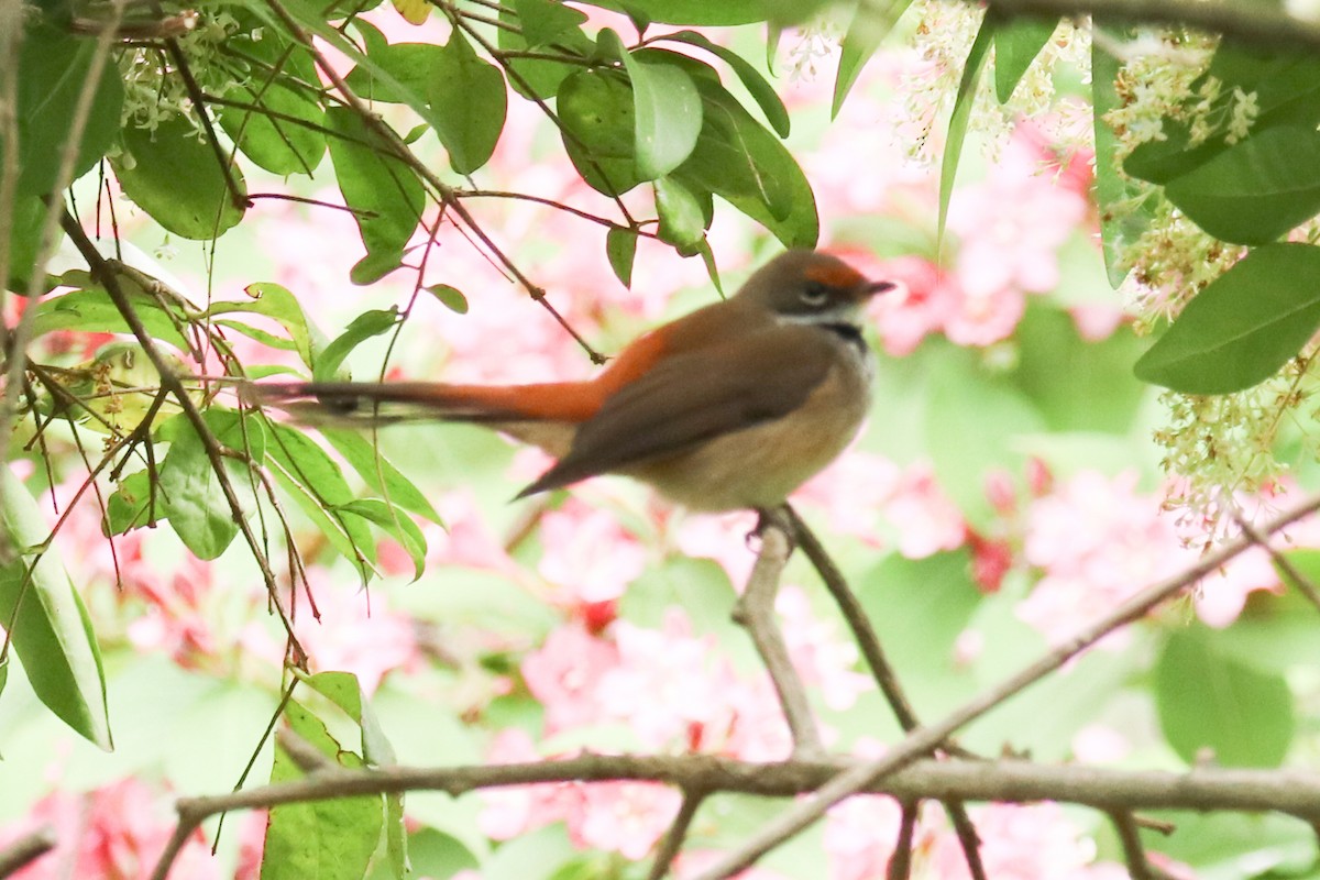 Australian Rufous Fantail - Christine Mason