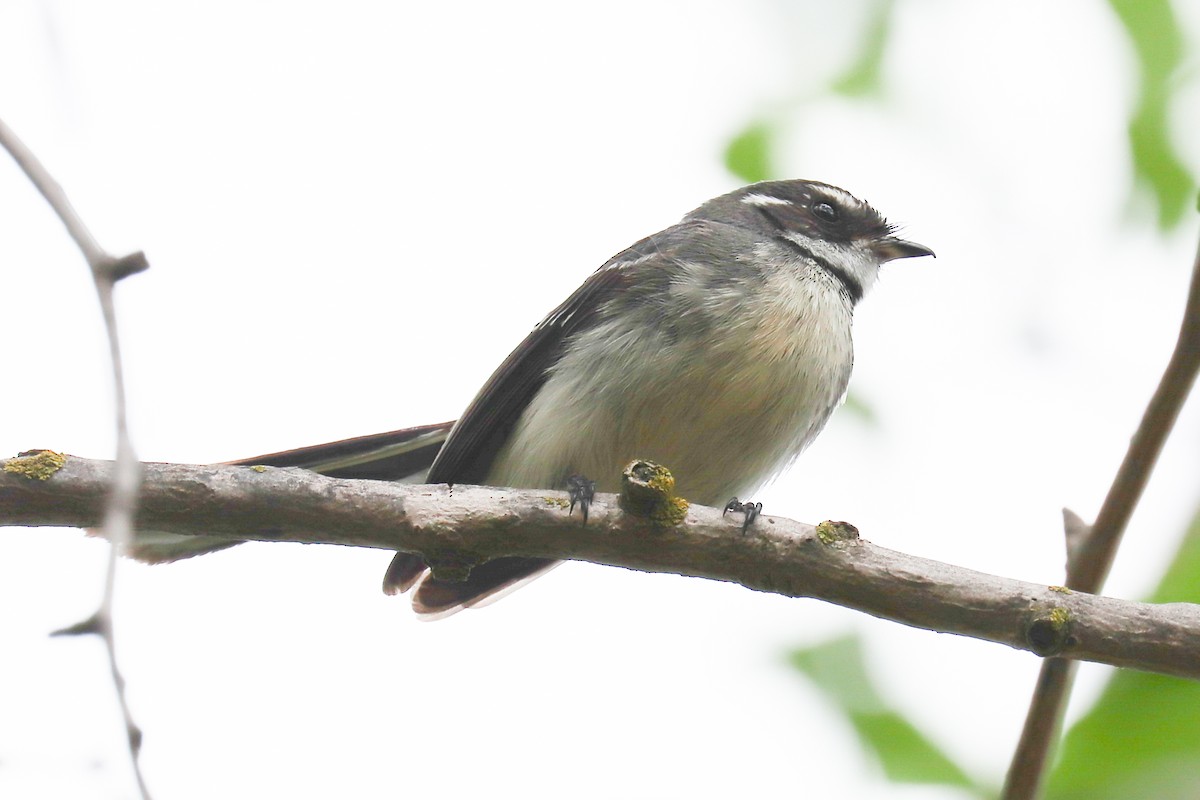 Gray Fantail - ML243051671