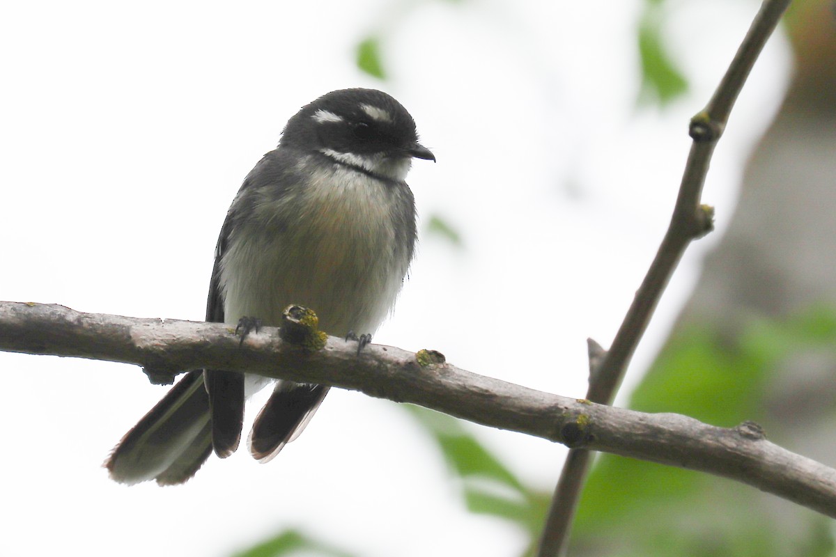 Gray Fantail - ML243051681