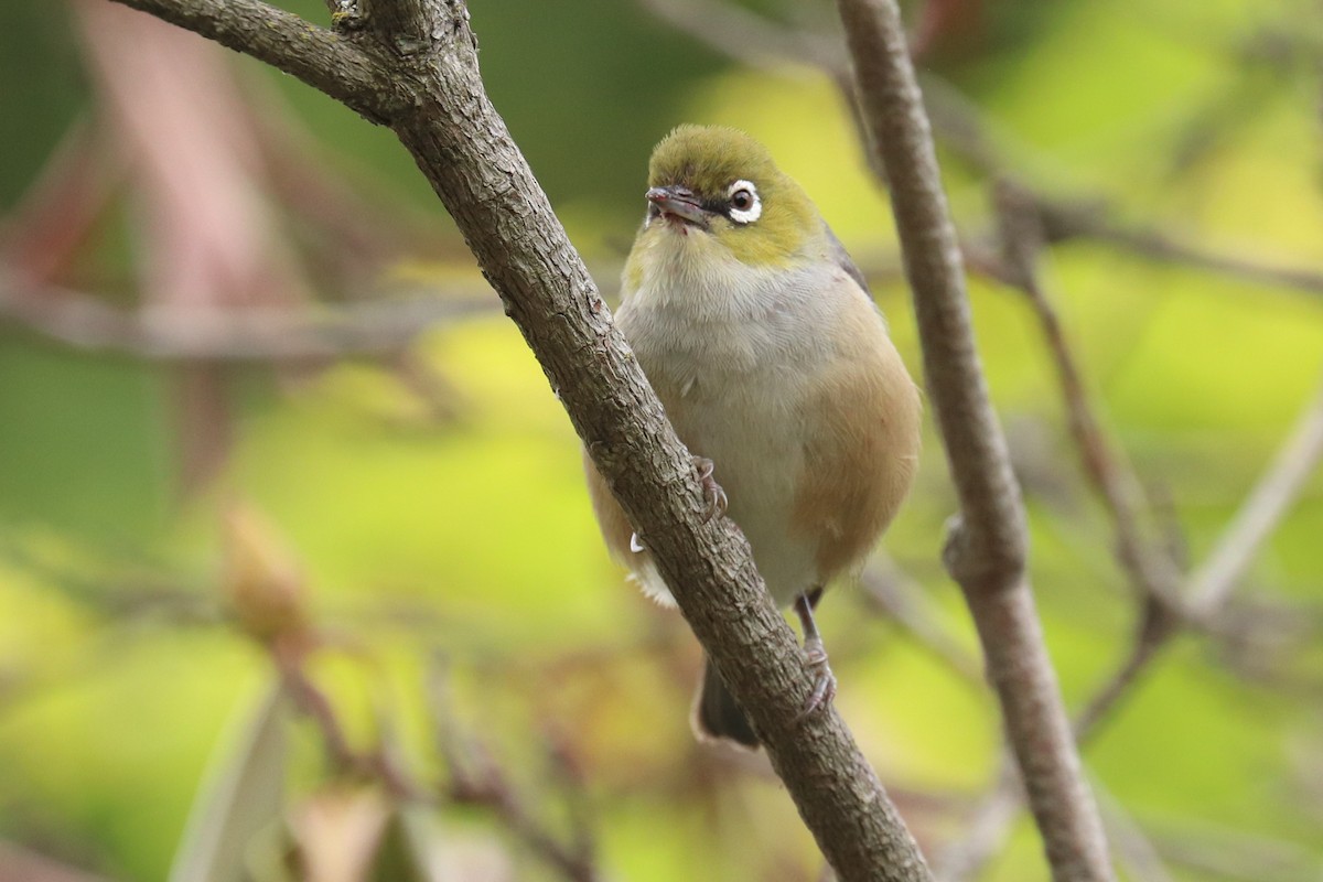 Silvereye - ML243051781