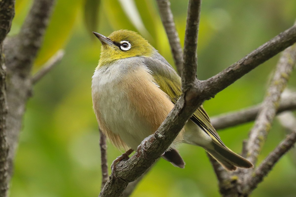 Silvereye - Christine Mason