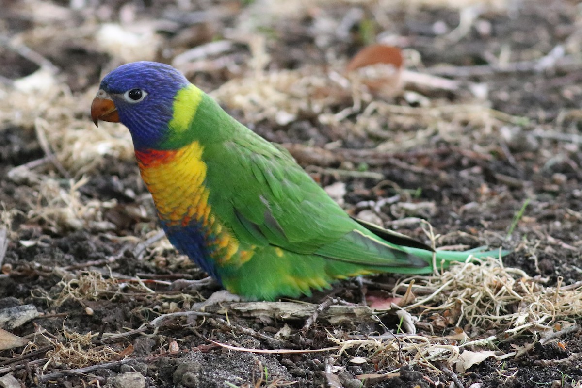 Rainbow Lorikeet - Christine Mason