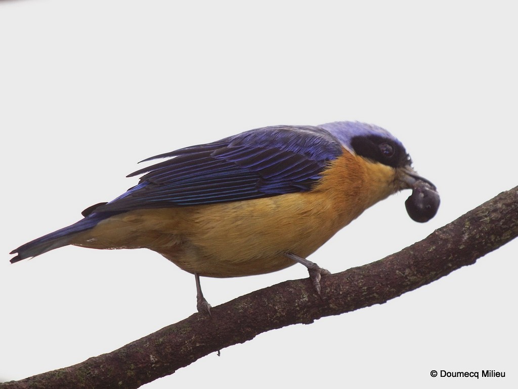 Fawn-breasted Tanager - ML243053141