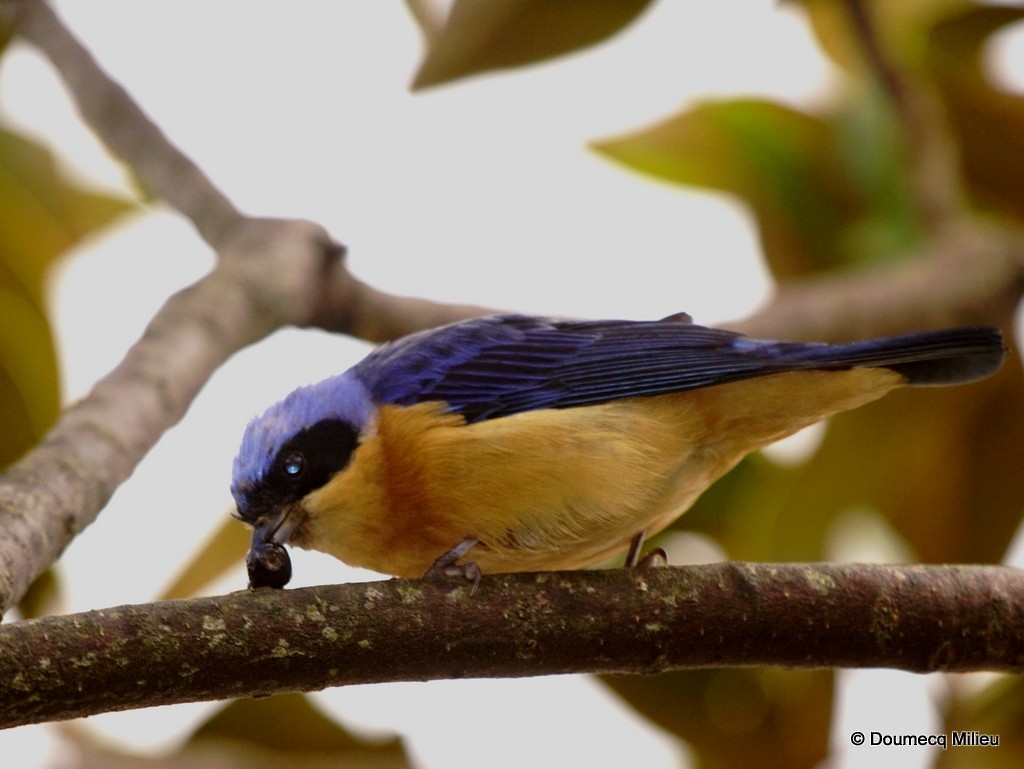 Fawn-breasted Tanager - ML243053151