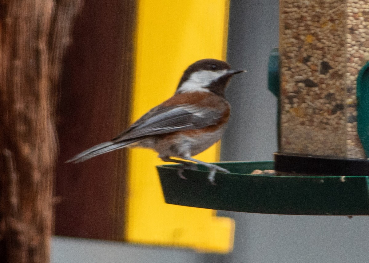 Chestnut-backed Chickadee - ML243053271