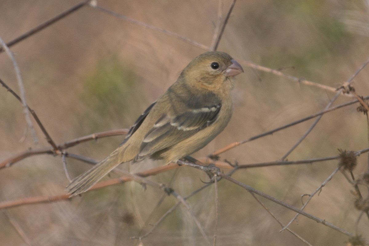 Morelet's Seedeater - Patrick Van Thull