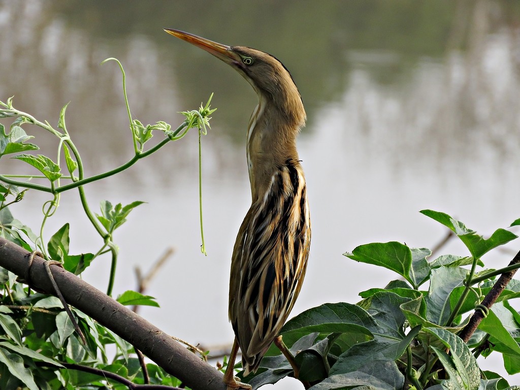 Stripe-backed Bittern - ML243054421