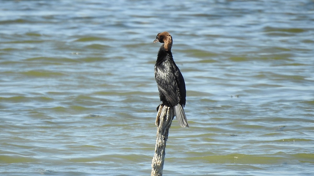 Pygmy Cormorant - Lior Eshdat