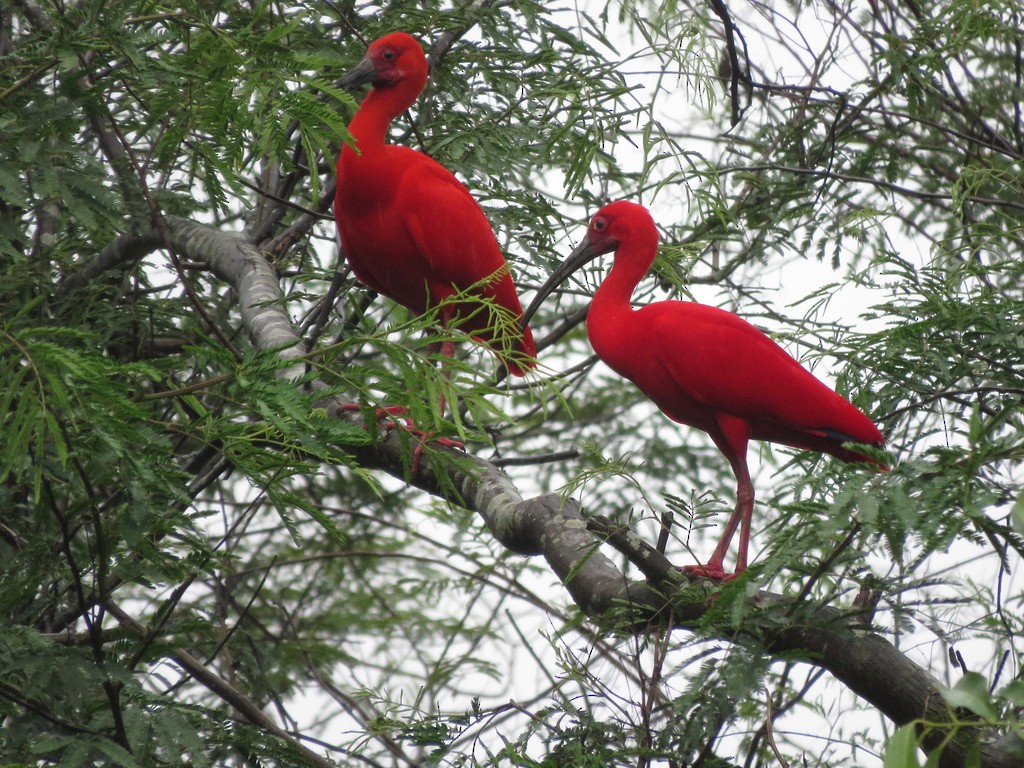 Scarlet Ibis - ML243055051