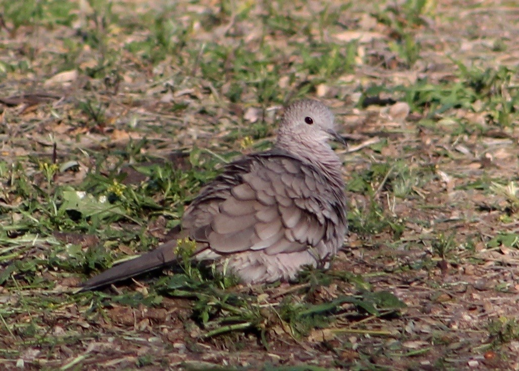 Inca Dove - Holly Kleindienst