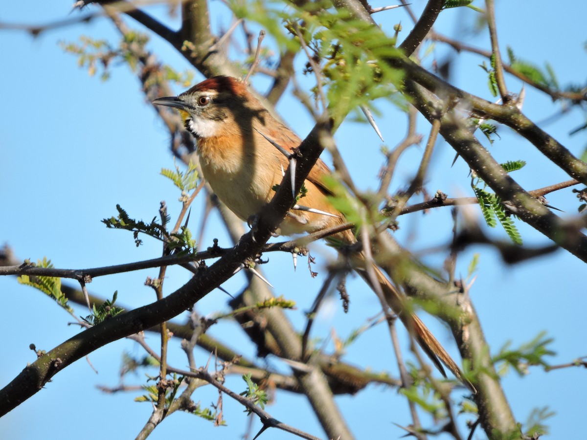 Chotoy Spinetail - ML243055511