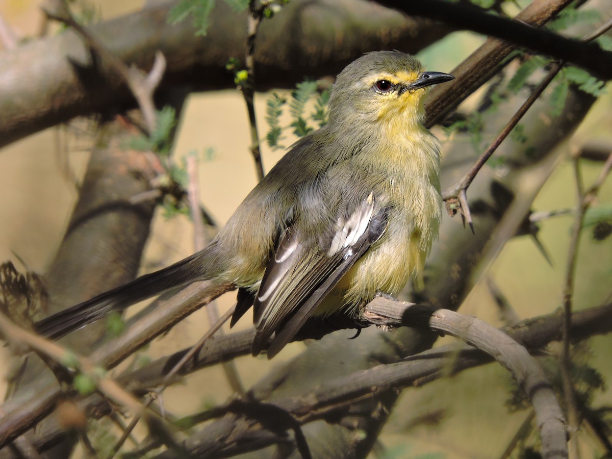 Greater Wagtail-Tyrant - ML243055591