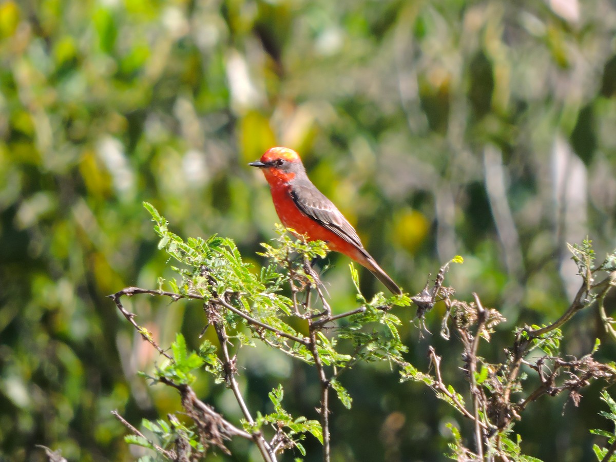 Vermilion Flycatcher - ML243055671