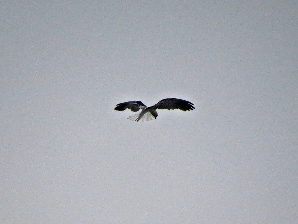 White-tailed Kite - ML243056521
