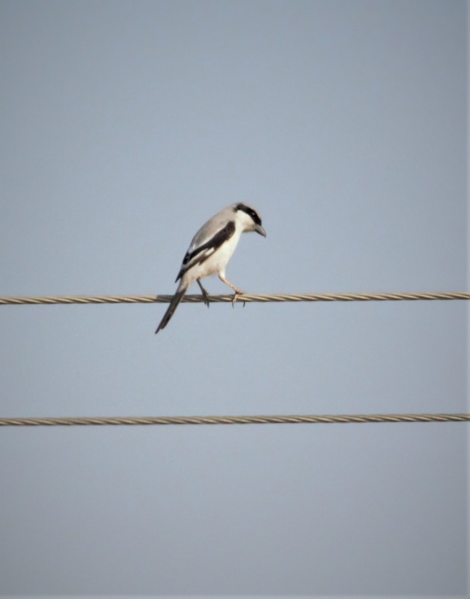 Great Gray Shrike (Indian) - ML243057021