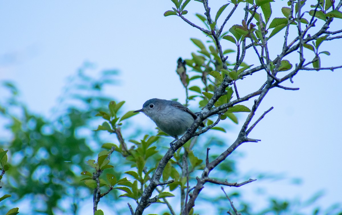 Blue-gray Gnatcatcher - ML243057211