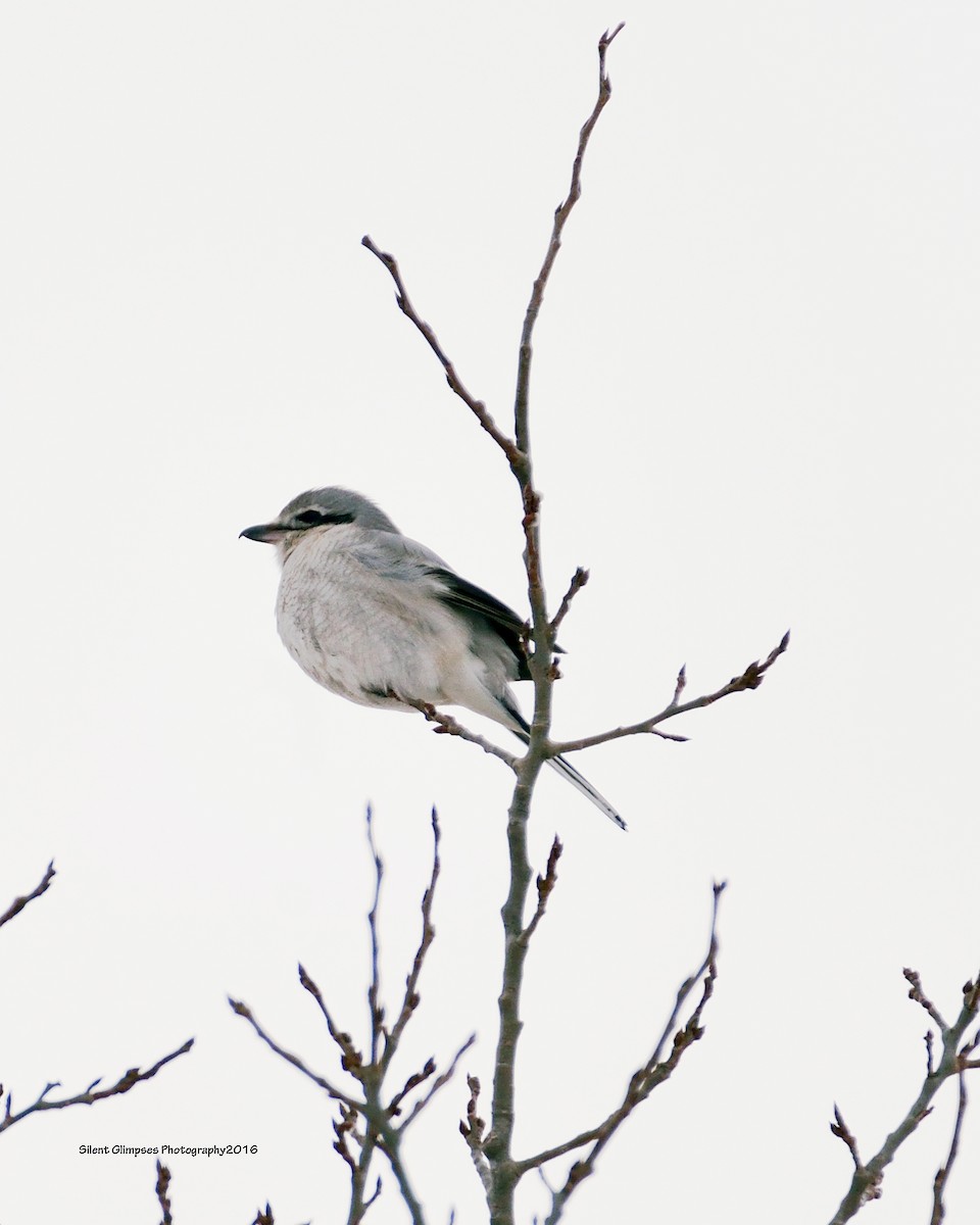 Northern Shrike - Dorrie Holmes