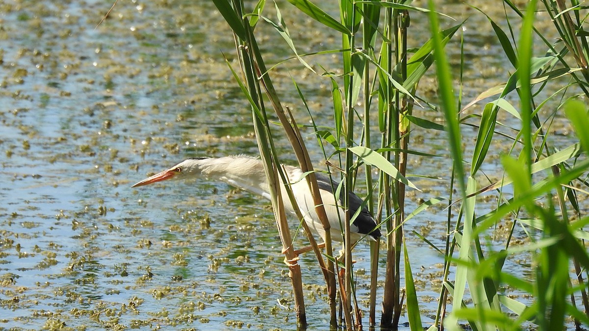 Little Bittern - ML243058861