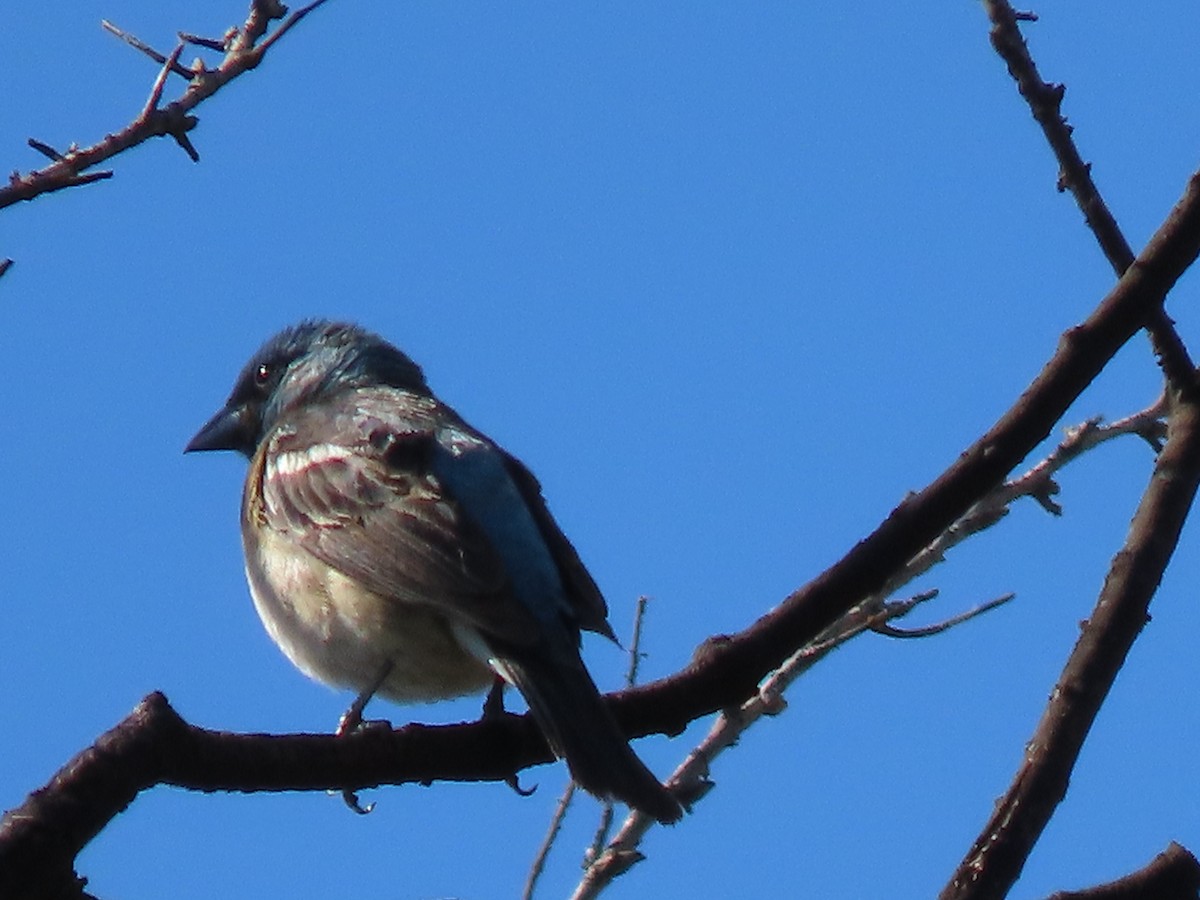Lazuli Bunting - ML243059061