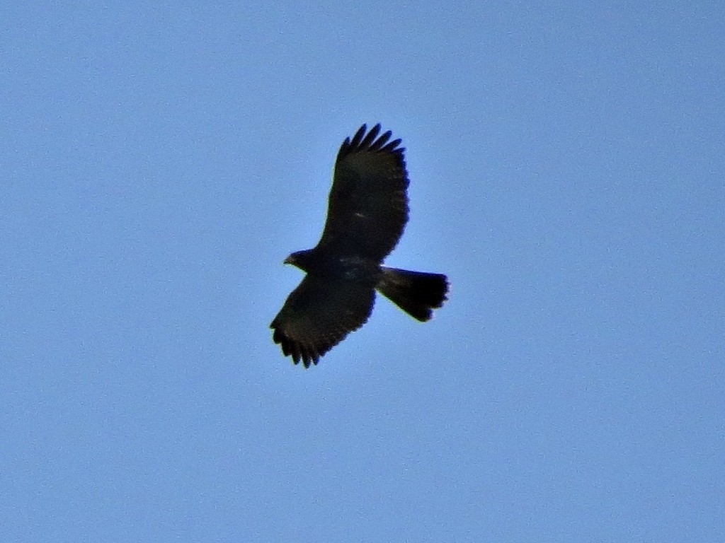 Harris's Hawk - ML243059731