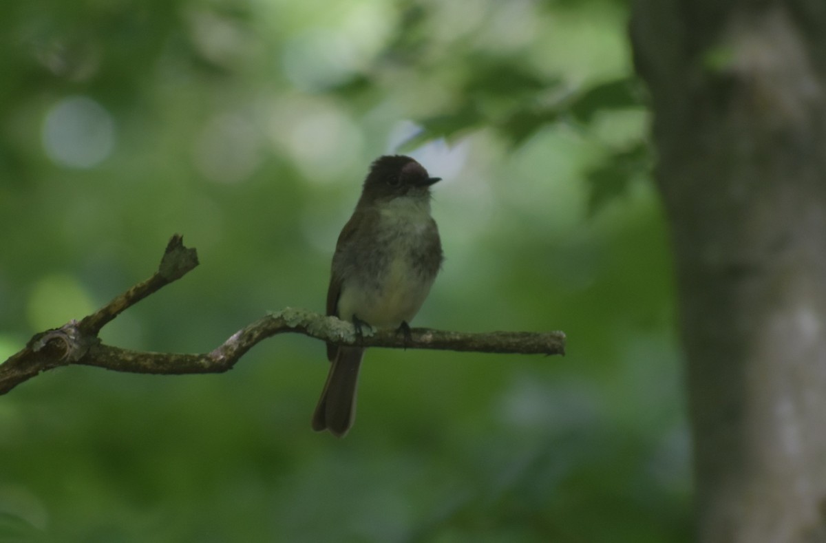 Eastern Phoebe - ML243059861