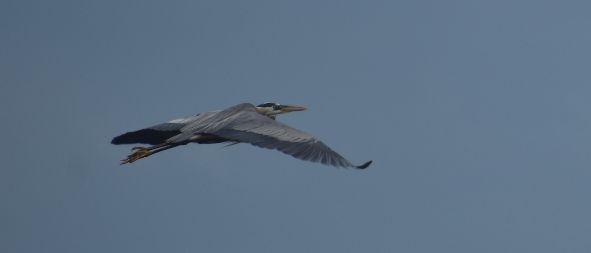 Great Blue Heron - ML243060011