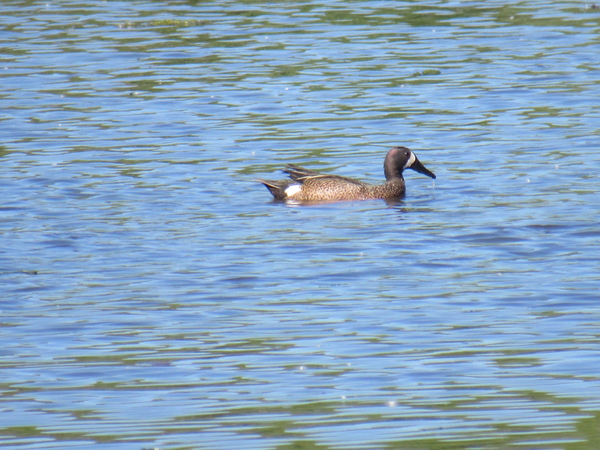 Blue-winged Teal - ML243060481