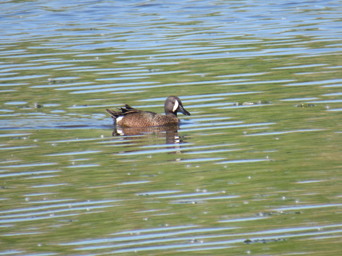 Blue-winged Teal - ML243060501