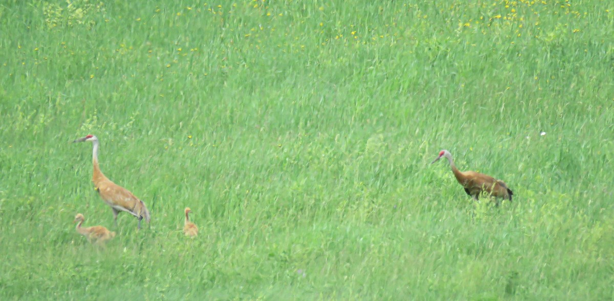 Sandhill Crane - ML243062251