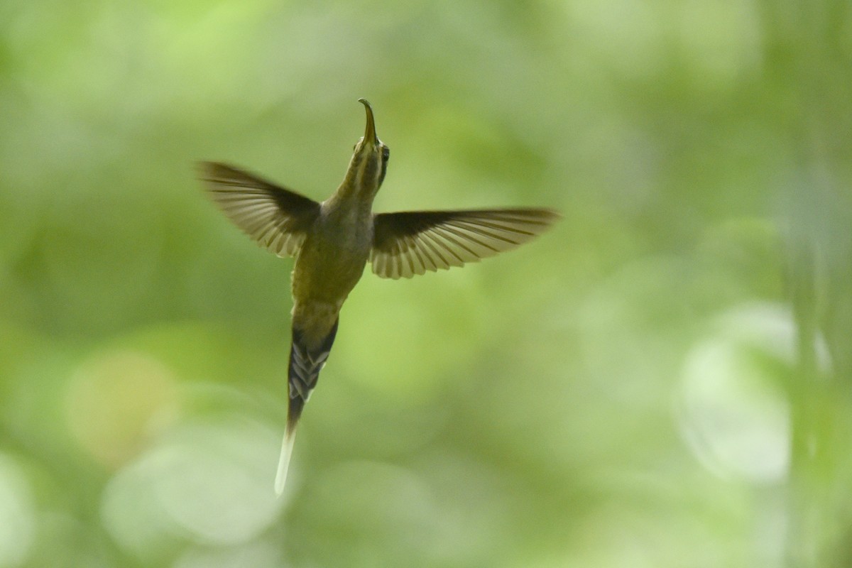 kolibřík tmavolící - ML243063261