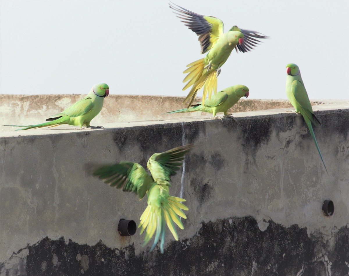 Rose-ringed Parakeet - PARTH PARIKH