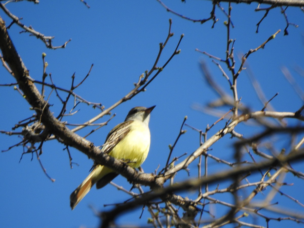 Great Crested Flycatcher - ML243064361