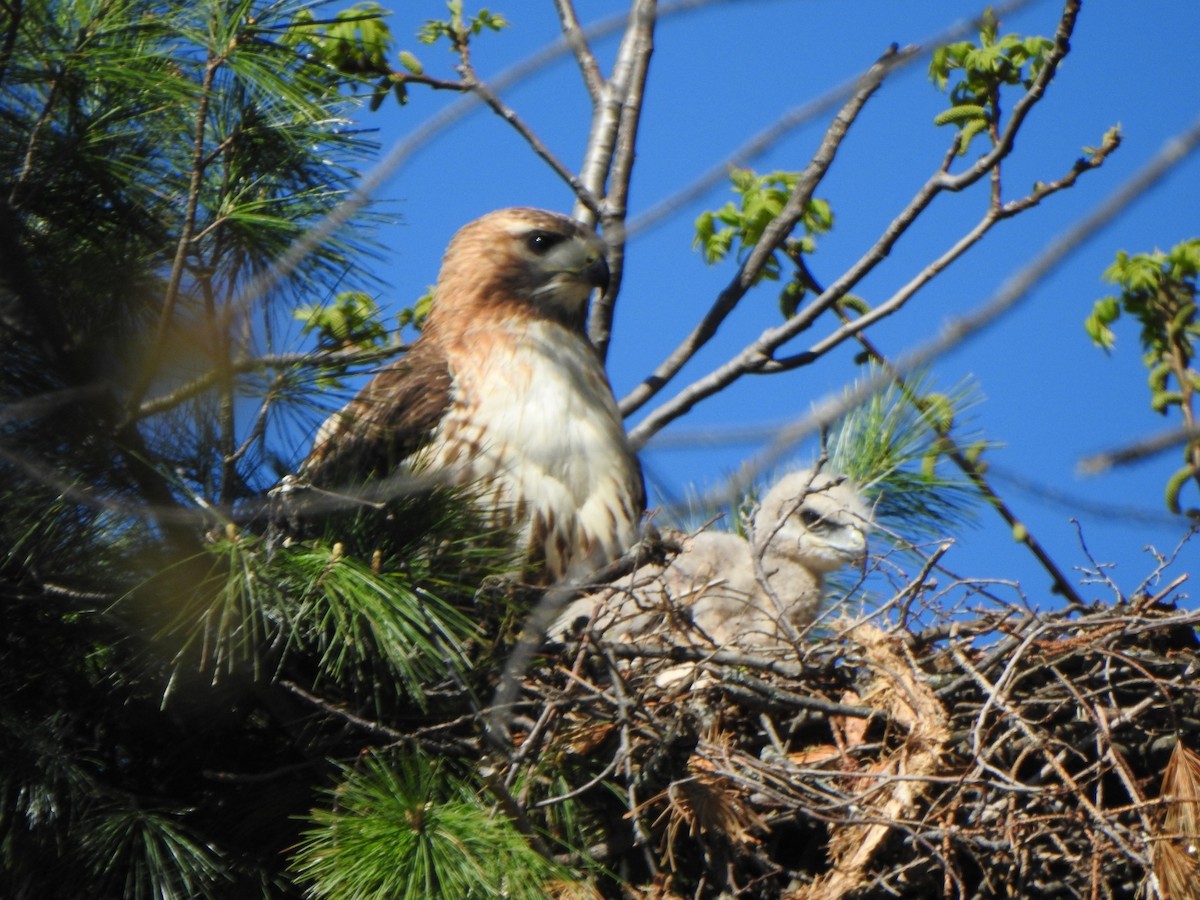 Red-tailed Hawk - ML243064401