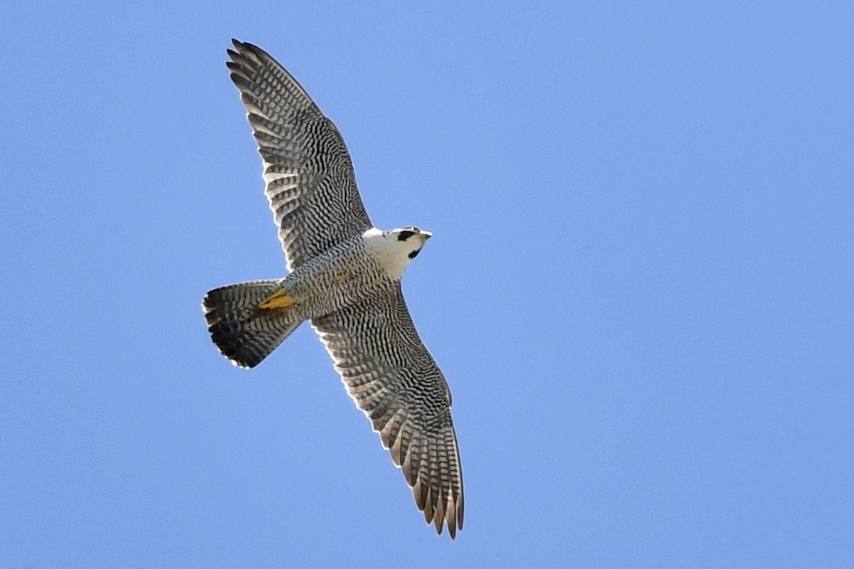 Peregrine Falcon - ML243064611