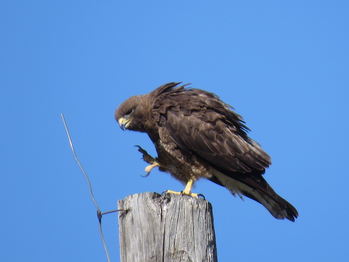 Swainson's Hawk - ML243065961