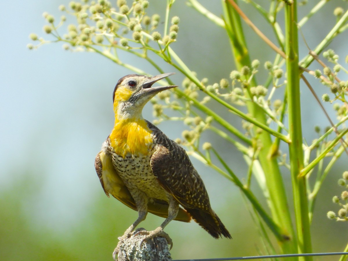 Campo Flicker - Horacio Matarasso /  Buenos Días Birding