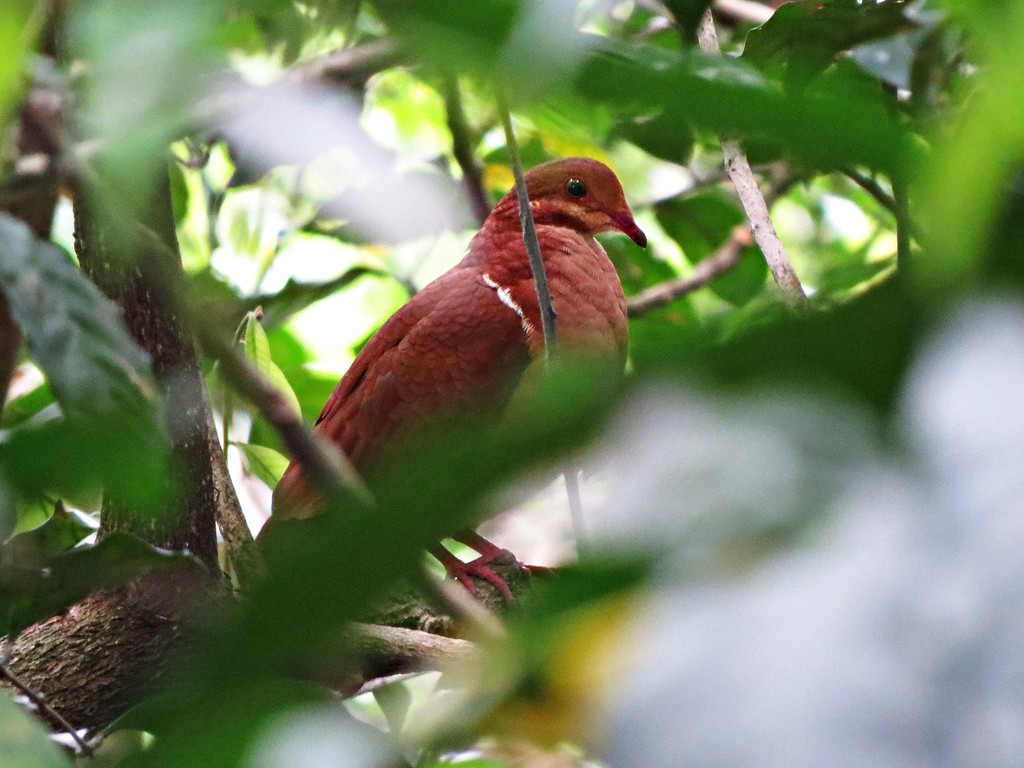 Ruddy Quail-Dove - ML243067751