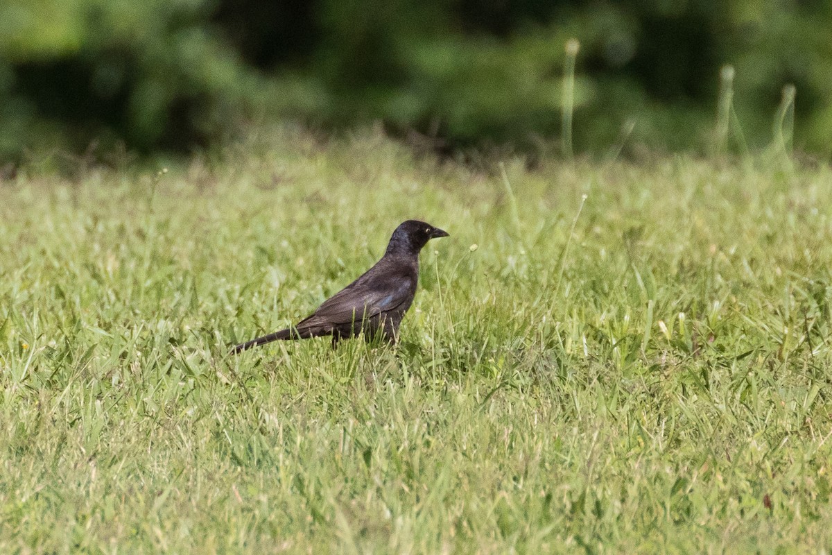 Common Grackle - ML243071621