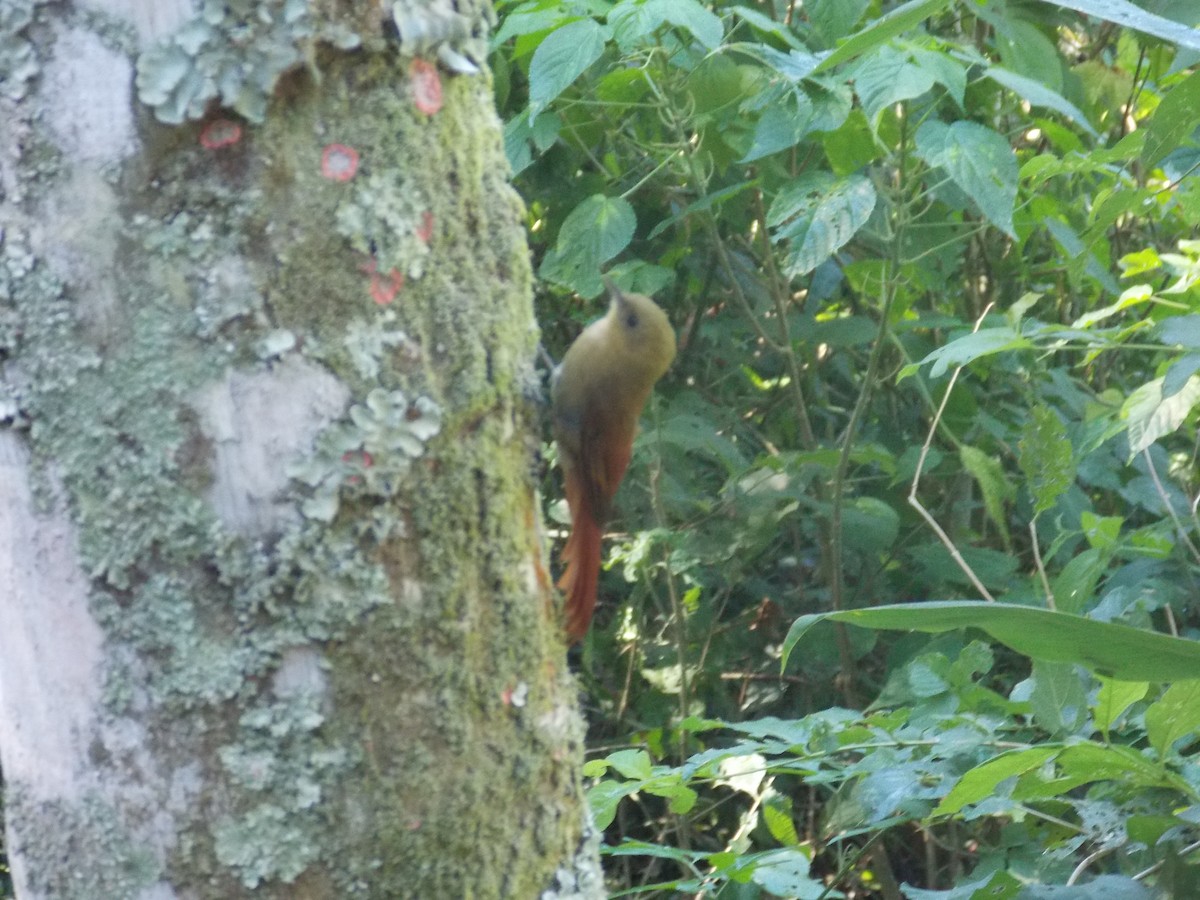 Olivaceous Woodcreeper - ML243074221