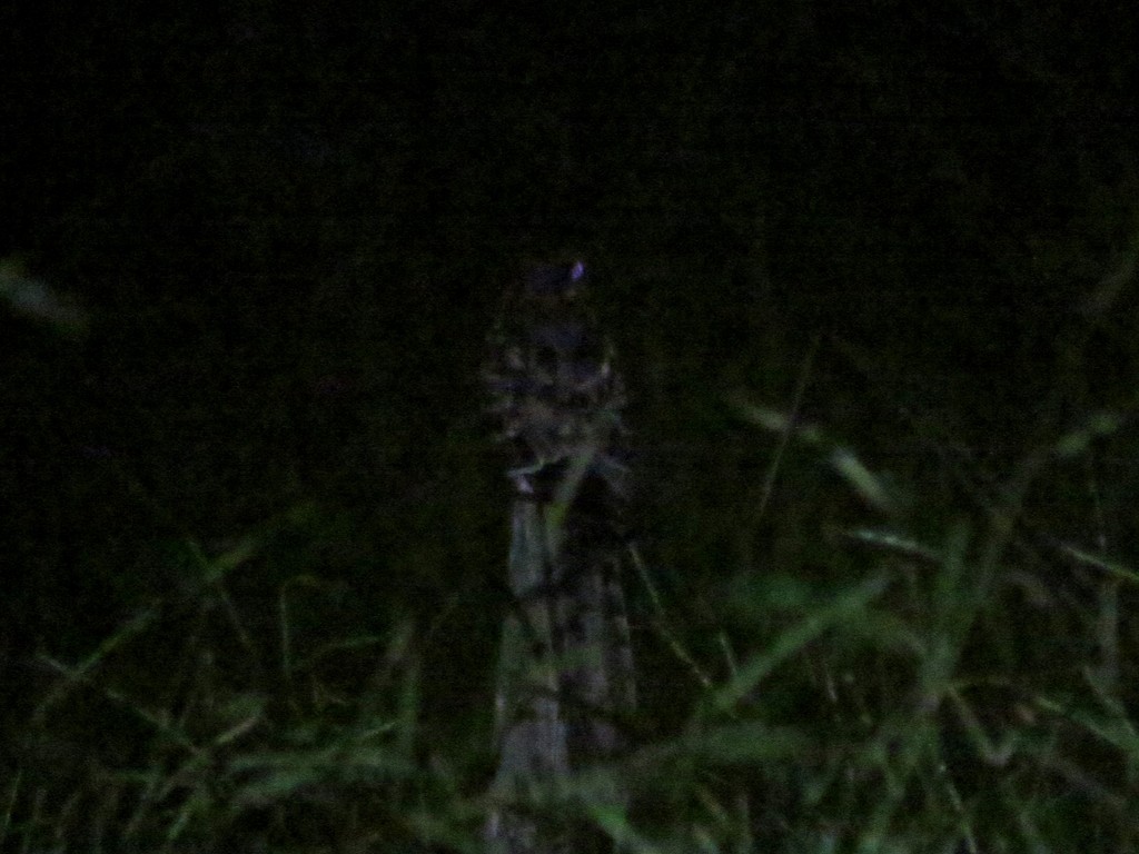 Scissor-tailed Nightjar - Fábio Toledo das Dores