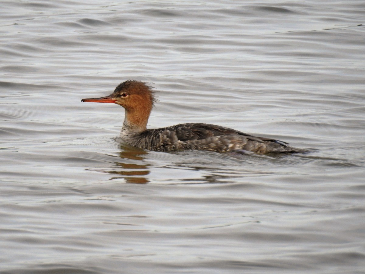 Red-breasted Merganser - ML243075881