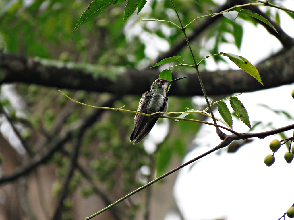 kolibřík tropický - ML243076381