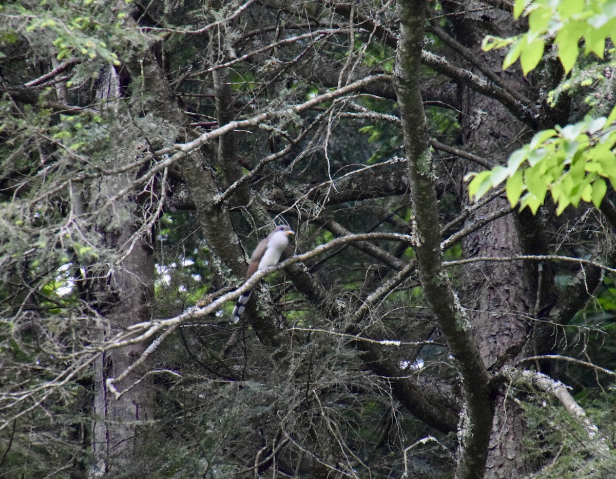 Yellow-billed Cuckoo - ML243076511